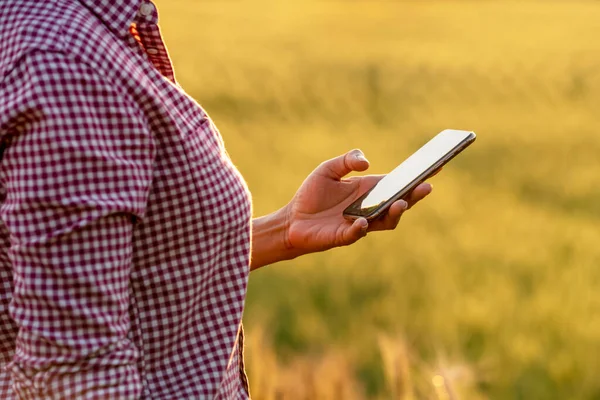 Baharda Altın Güzellik buğday tarlasında duran mutlu Asyalı çiftçi ya da tarım uzmanı. Dijital tablet kullanılıyor. Modern internet iletişimi kalite testi araştırma teknolojileri kavramı