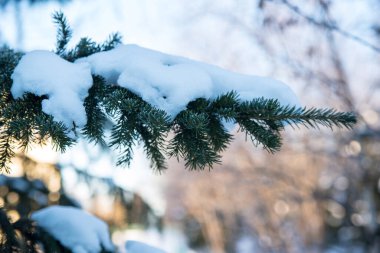 Kar ve donla kaplı yeşil ladin dalı, yakın plan, kış durgun.