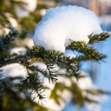 Kar ve karla kaplı yeşil ladin dalı, yakın plan, kış durgun yaşamı, Noel kartı, selamlama, kopyalama alanı