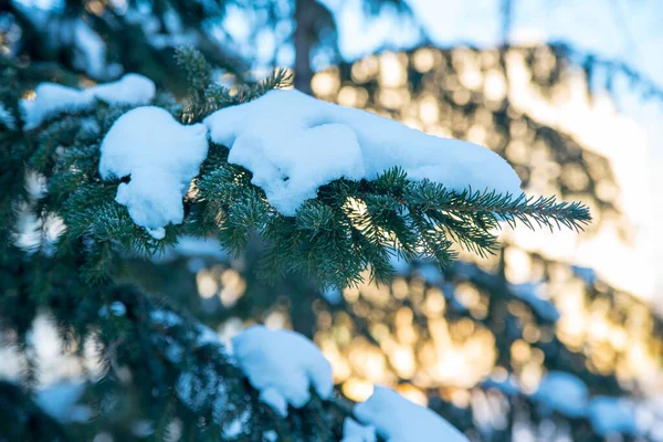 Zelená Smrková Větev Sněhem Mrazem Zblízka Zimní Zátiší Vánoční Přání — Stock fotografie
