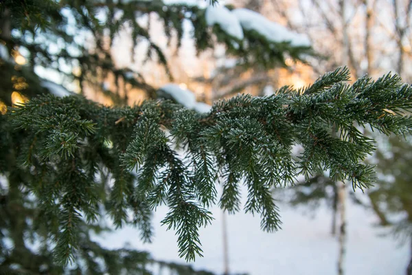 Zielona Gałąź Świerkowa Śniegiem Mrozem Zbliżenie Zima Martwa Natura Kartka — Zdjęcie stockowe