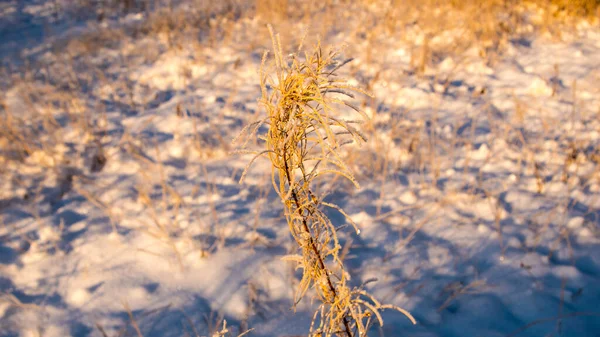 Arbustos Hierba Amarilla Bajo Nieve Invierno Bodegón — Foto de Stock