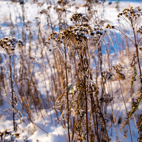 Heřmánkové Keře Pod Sněhem Zimní Zátiší — Stock fotografie