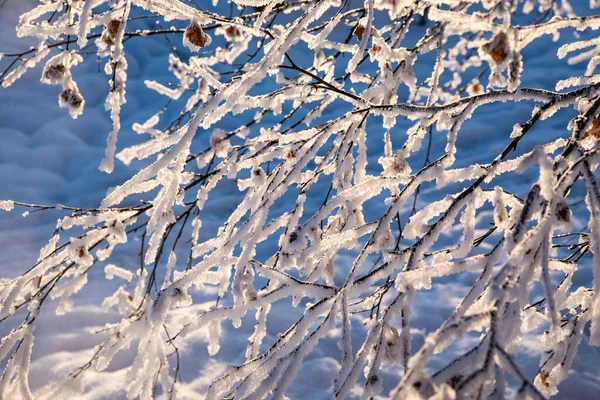 Birch Větev Mrazu Sněhu Zimní Zátiší Zblízka — Stock fotografie