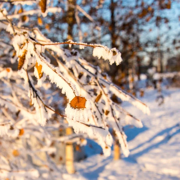 Birch Větev Mrazu Sněhu Zimní Zátiší Zblízka — Stock fotografie