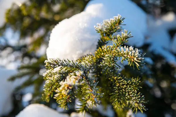 Zelená Smrková Větev Sněhem Mrazem Zblízka Zimní Zátiší Vánoční Přání — Stock fotografie