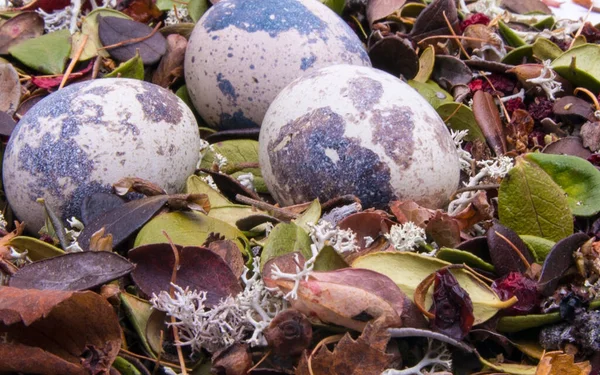 Quail Eggs Nest Close — Stock Photo, Image