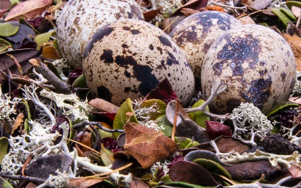 巣のクローズアップで卵をウズラ サイドビュー — ストック写真
