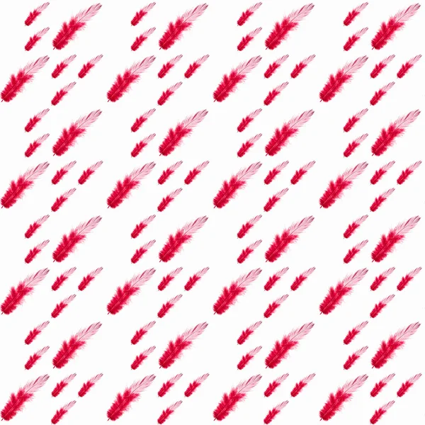 Penna Rossa Bianca Sfondo Bianco Isolata Primo Piano Spazio Copia — Foto Stock