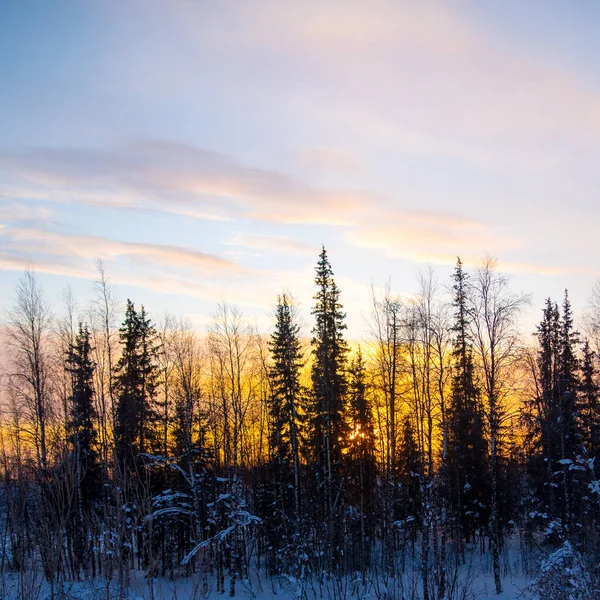 Sunset Ουρανό Πολύχρωμα Σύννεφα Χειμώνα Δάσος Ταπετσαρία Φόντο Υφή — Φωτογραφία Αρχείου