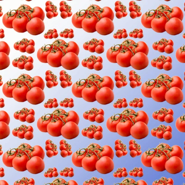 白青のグラデーションの背景 パターン フラットレイアウト テンプレート バナー トップビューのブランチ上のトマト — ストック写真