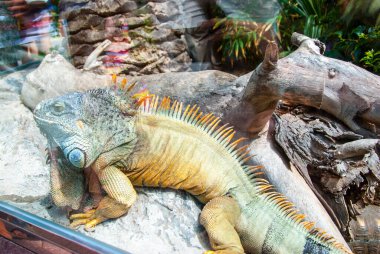 Iguana, bir akvaryumdaki kayanın üzerinde.