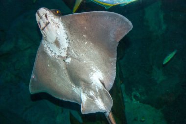 Akvaryumdaki balık vatozu. Yakın plan.