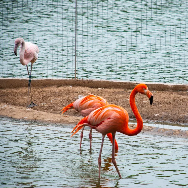 Flamenco Rosa Junto Lago Primer Plano — Foto de Stock