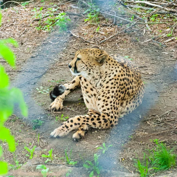 Ghepardo Nella Foresta Mammifero Predatore Della Famiglia Dei Gatti — Foto Stock