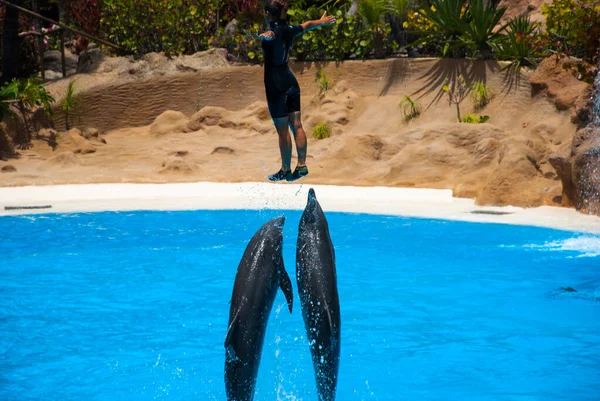 Delfiner Delfinariet Med Tränare Hopp Blått Vatten — Stockfoto