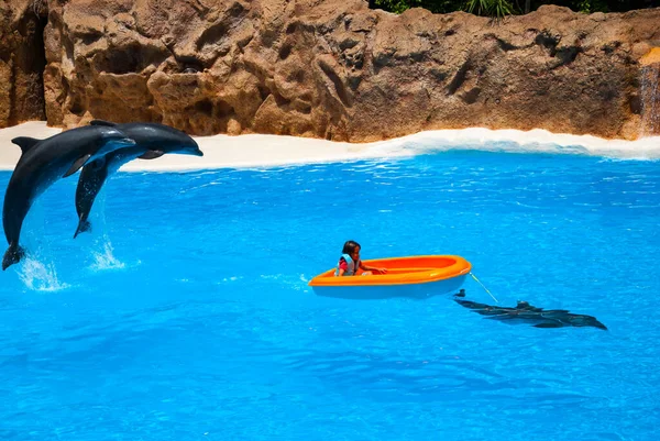 海豚馆里的海豚骑着男孩的船在蓝色的水里跳跃 — 图库照片