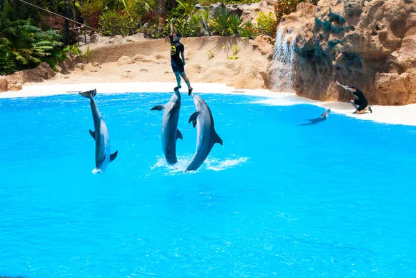 Delfiner Delfinariet Med Tränare Hopp Blått Vatten — Stockfoto