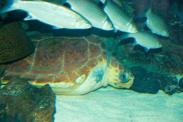 Havssköldpadda Med Fisk Akvariet Närbild — Stockfoto