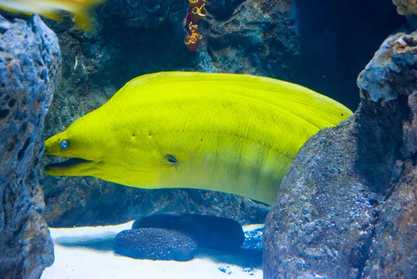 Gele Murene Tussen Koralen Close Het Aquarium — Stockfoto