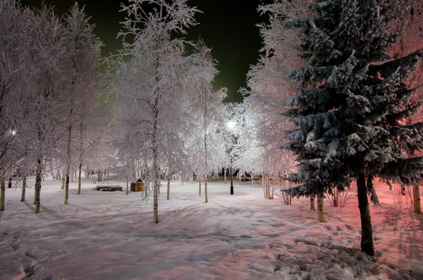 冬の夜公園の木は雪のランタンで覆われて霜 冬の風景 ストック画像