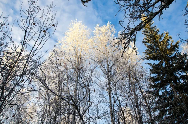 Zimní Les Vysoké Břízy Sněhu Proti Modré Oblačné Obloze Krajina — Stock fotografie