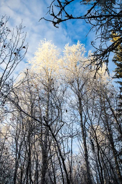 Zimní Les Vysoké Břízy Sněhu Proti Modré Oblačné Obloze Krajina — Stock fotografie