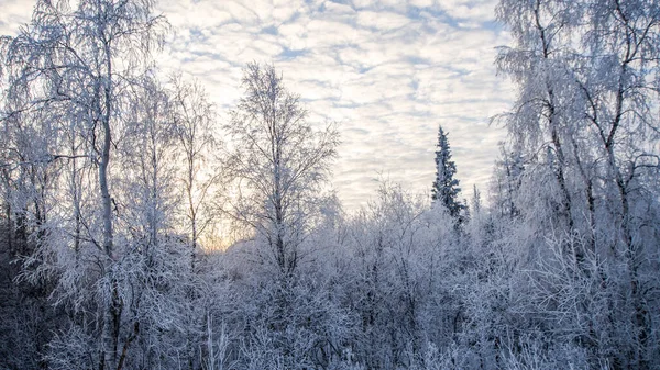 Bosque Invierno Altos Abedules Nieve Contra Cielo Azul Nublado Paisaje — Foto de Stock