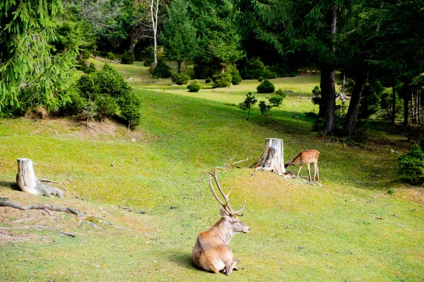 Ein Reh Mit Einem Rehkitz Auf Einer Grünen Lichtung Wald — Stockfoto