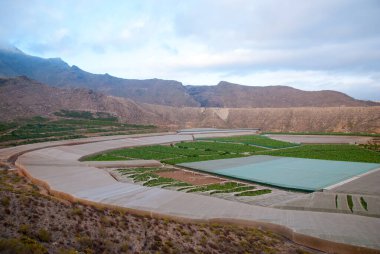 Muz ağaçlarından, Tenerife 'den ve manzaradan oluşan seralar.