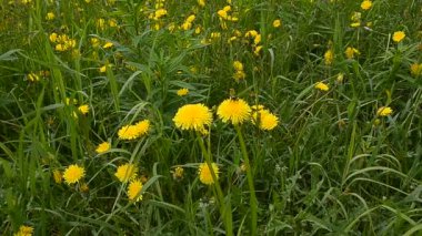  Rüzgarda sallanan sarı bir karahindiba tarlası, dönen bir yaban arısı, yakın plan