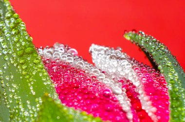 Su damlalı kırmızı ve beyaz lale, makro fotoğraf, kartpostal, şablon, kopyalama alanı,