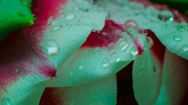 Su damlalı kırmızı ve beyaz lale, makro fotoğraf, kartpostal, şablon, kopyalama alanı,