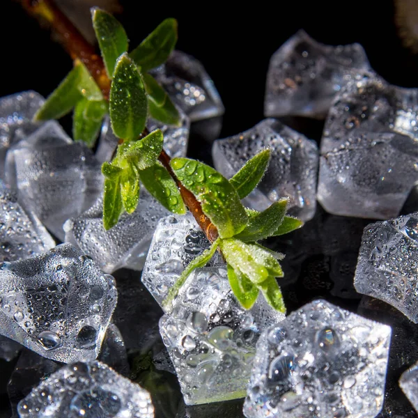 Tak Met Groene Bladeren Stukken Ijs Waterdruppels Een Zwarte Achtergrond — Stockfoto