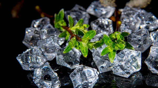 Zweig Mit Grünen Blättern Auf Eisstücken Wassertropfen Auf Schwarzem Hintergrund — Stockfoto