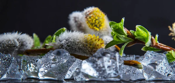 黒い背景の氷の上に緑の葉と芽を持つ柳の枝 クローズアップ 静物画 — ストック写真