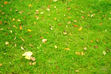 Çimlerde sonbahar yaprakları. Berlin, Almanya