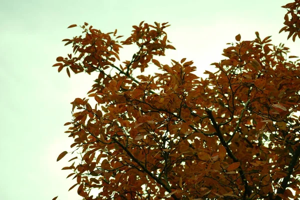 Ветви Amelanchier Lamarckii Называемые Juneberry Serviceberry Shadbush Осенью Против Неба — стоковое фото