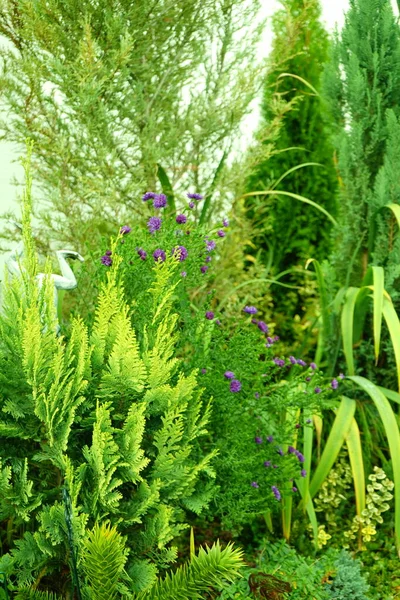 Winterharde Blauwe Asters Tuin Oktober Berlijn Duitsland — Stockfoto