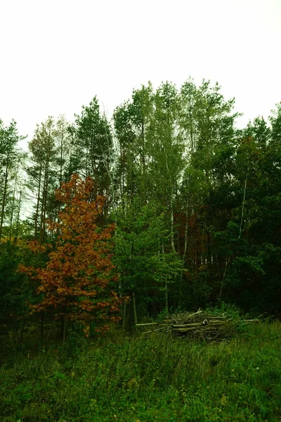 Paysage Automne Dans Une Zone Loisirs Pittoresque Berlin Allemagne — Photo