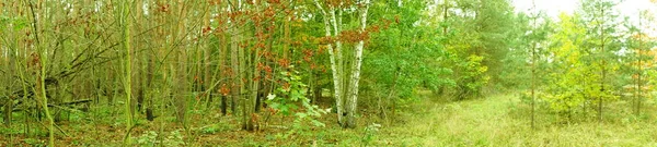 Fotografické Panorama Podzimní Krajina Malebné Rekreační Oblasti Berlíně Německo — Stock fotografie