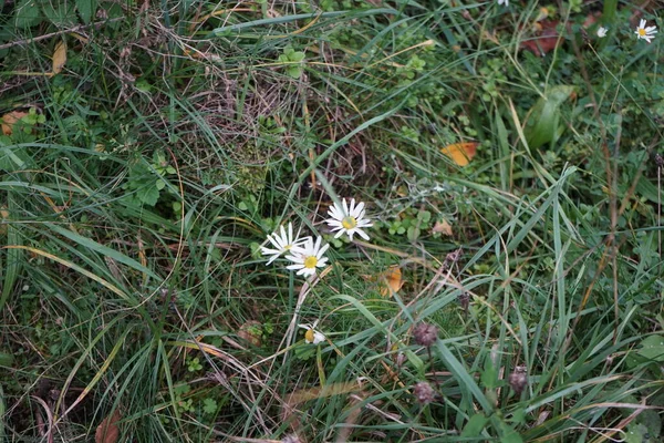 Des Asters Blancs Sauvages Dans Prairie Berlin Allemagne — Photo