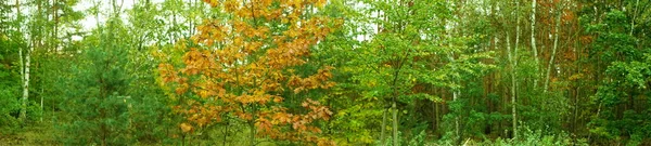 Photo Panorama Autumn Landscape Picturesque Recreation Area Berlin Germany — Stock Photo, Image