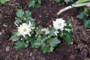 Bahçede beyaz kasımpatılar. Berlin, Almanya
