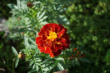 Tagetes patula bahçede. Berlin, Almanya 