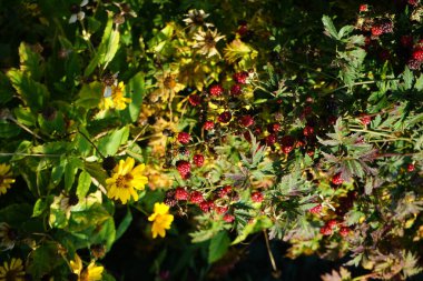Blackberry, Rubus Fruticosus sonbaharda bahçede. Berlin, Almanya