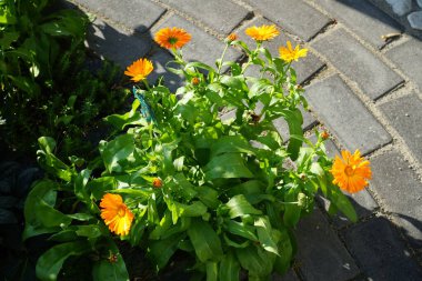Calendula officinalis bahçede. Kadife çiçeği (