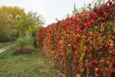 Berlin, Almanya 'da güzel bir sonbahar manzarası. 
