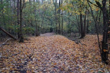 Berlin, Almanya 'da güzel bir sonbahar manzarası. 