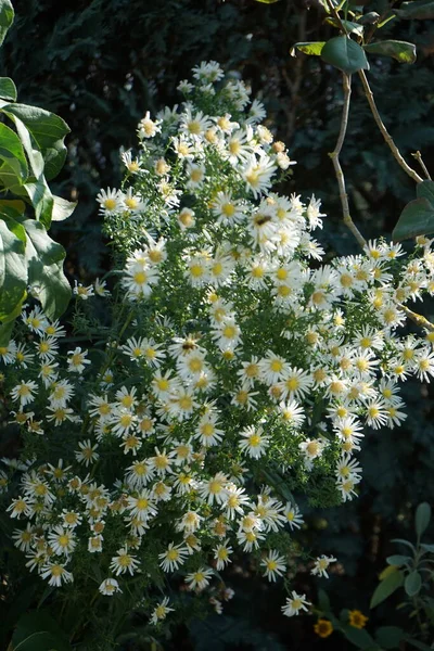 Hardy White Asters Schneekissen Zahradě Říjnu Berlín Německo — Stock fotografie